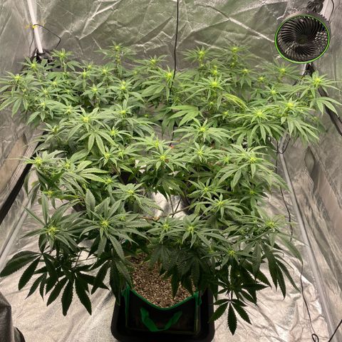  10th planet R1 growlog timeline photo