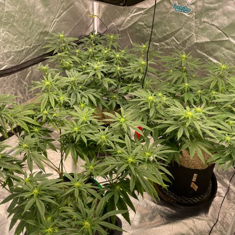  10th planet R1 growlog timeline photo