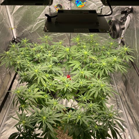  10th planet R1 growlog timeline photo