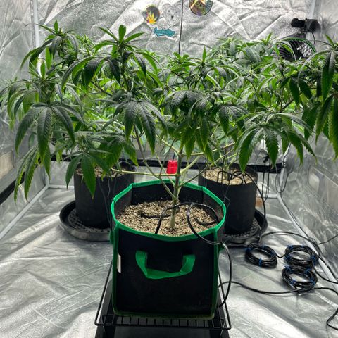  10th planet R1 growlog photo: Added a drip irrigation system today it’s alright. 