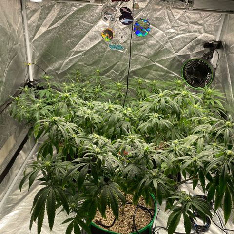  10th planet R1 growlog photo: Added a drip irrigation system today it’s alright. 