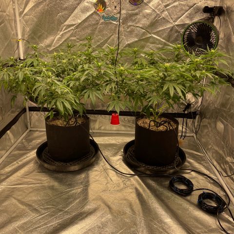  10th planet R1 growlog photo: Added a drip irrigation system today it’s alright. 