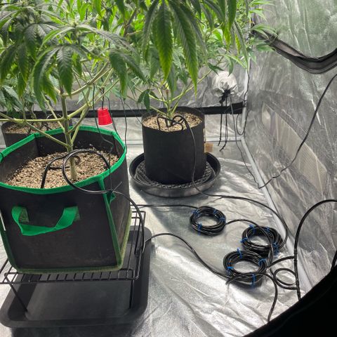  10th planet R1 growlog photo: Added a drip irrigation system today it’s alright. 