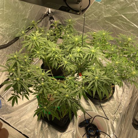  10th planet R1 growlog timeline photo