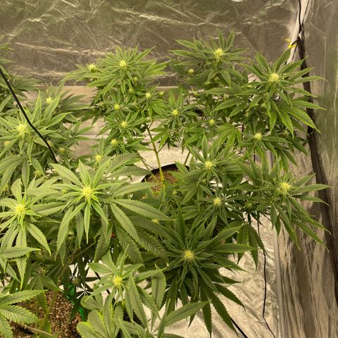  10th planet R1 growlog timeline photo