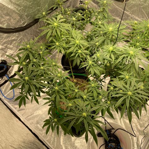  10th planet R1 growlog timeline photo