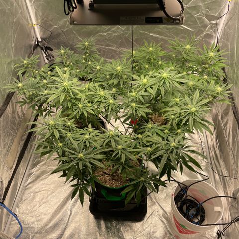  10th planet R1 growlog timeline photo