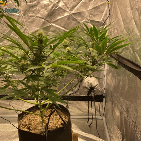  10th planet R1 growlog timeline photo