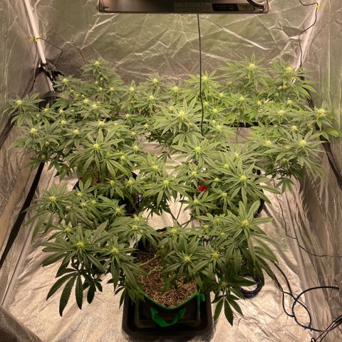  10th planet R1 growlog timeline photo