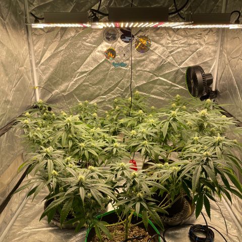  10th planet R1 growlog timeline photo