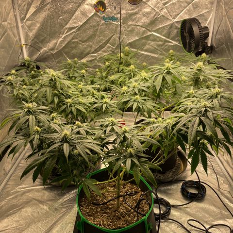  10th planet R1 growlog timeline photo