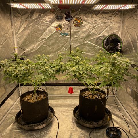  10th planet R1 growlog timeline photo