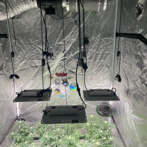  10th planet R1 growlog timeline photo