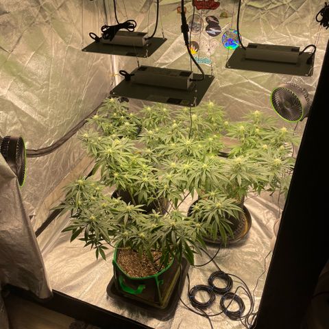  10th planet R1 growlog timeline photo