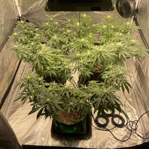  10th planet R1 growlog timeline photo
