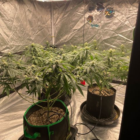  10th planet R1 growlog timeline photo