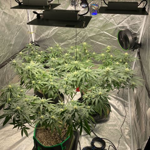  10th planet R1 growlog timeline photo