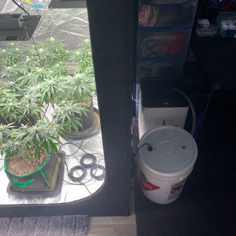  10th planet R1 growlog timeline photo