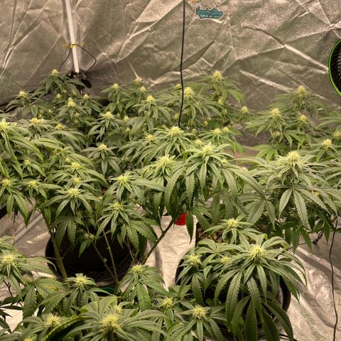  10th planet R1 growlog timeline photo