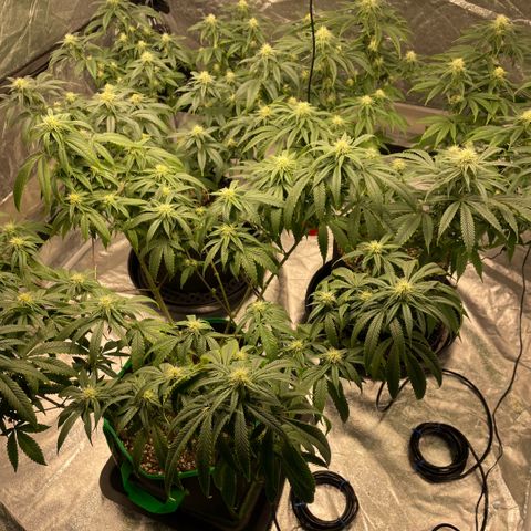  10th planet R1 growlog timeline photo