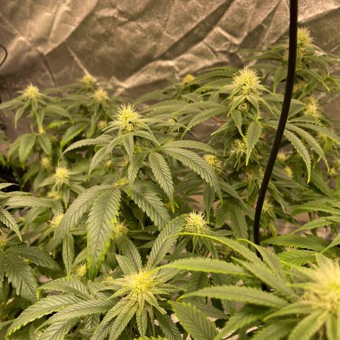  10th planet R1 growlog timeline photo