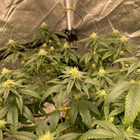  10th planet R1 growlog timeline photo