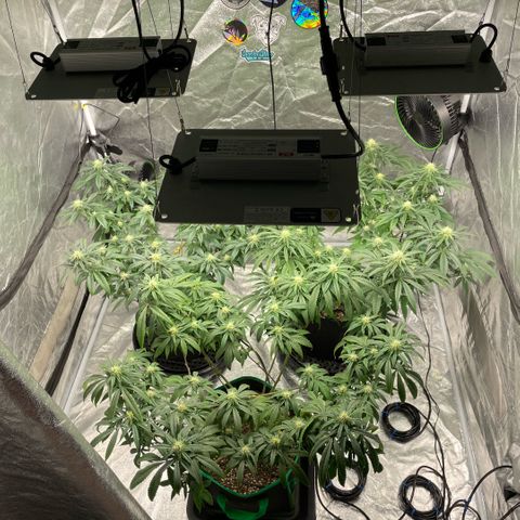  10th planet R1 growlog timeline photo