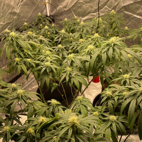  10th planet R1 growlog timeline photo