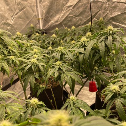  10th planet R1 growlog timeline photo