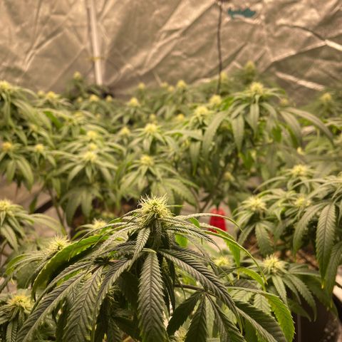  10th planet R1 growlog timeline photo