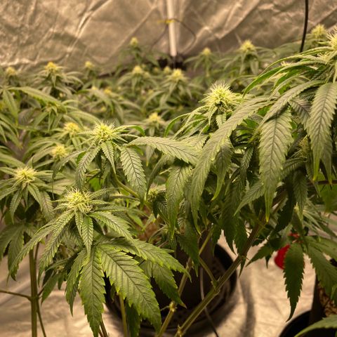  10th planet R1 growlog timeline photo