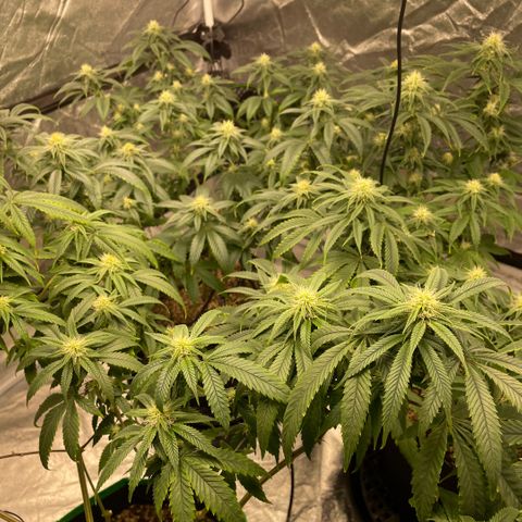  10th planet R1 growlog timeline photo