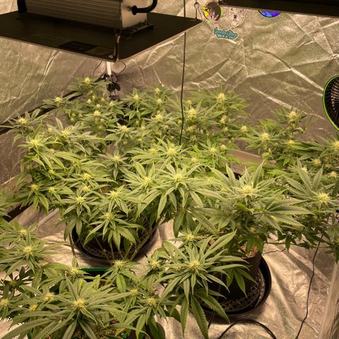  10th planet R1 growlog timeline photo