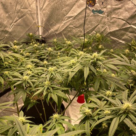  10th planet R1 growlog timeline photo
