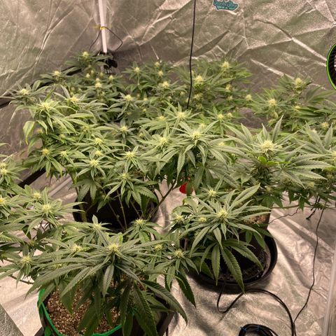  10th planet R1 growlog timeline photo