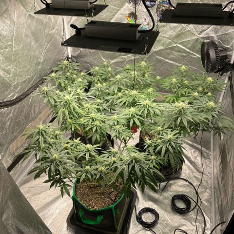  10th planet R1 growlog timeline photo