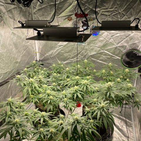  10th planet R1 growlog timeline photo