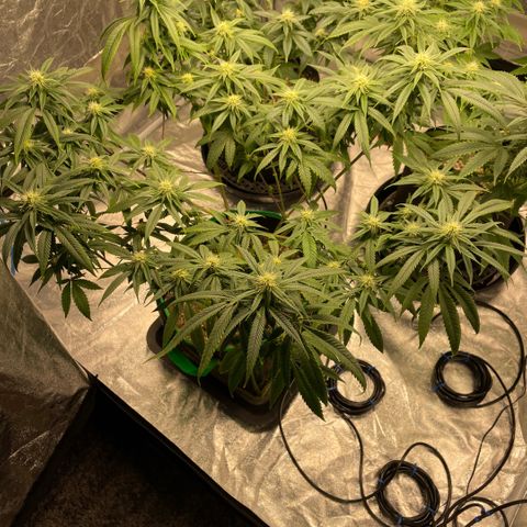  10th planet R1 growlog timeline photo