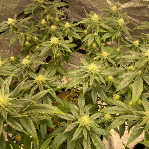  10th planet R1 growlog timeline photo