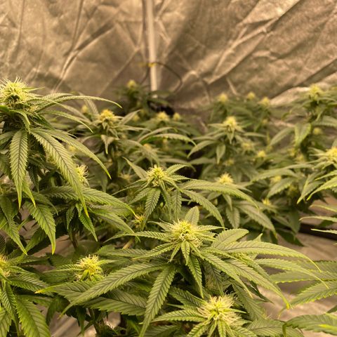  10th planet R1 growlog timeline photo