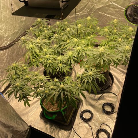  10th planet R1 growlog timeline photo
