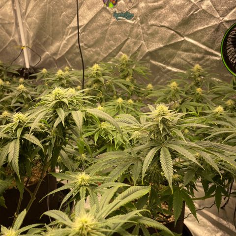  10th planet R1 growlog timeline photo