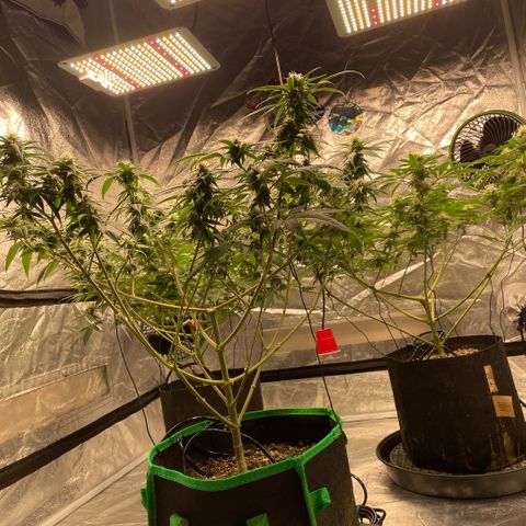  10th planet R1 growlog timeline photo