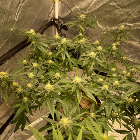  10th planet R1 growlog timeline photo