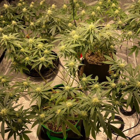  10th planet R1 growlog timeline photo