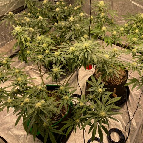  10th planet R1 growlog timeline photo