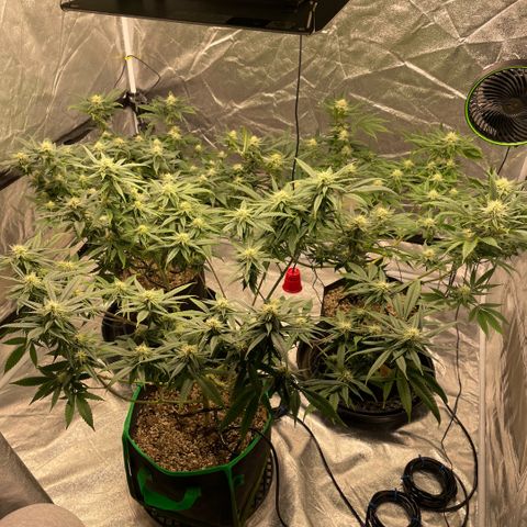  10th planet R1 growlog timeline photo