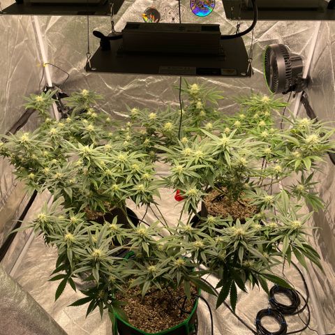 10th planet R1 growlog timeline photo
