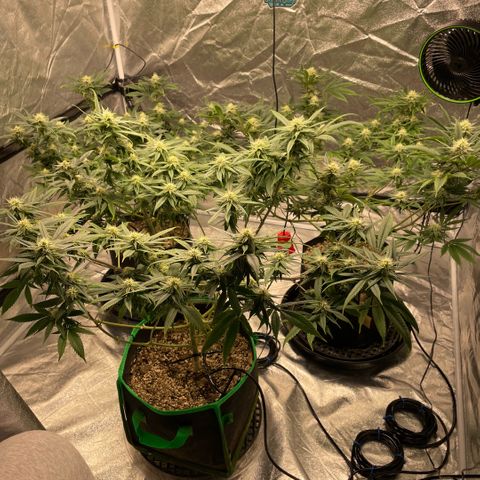  10th planet R1 growlog timeline photo
