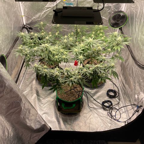  10th planet R1 growlog timeline photo
